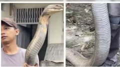 巨蛇比人高！印度男淡定抓眼镜蛇震撼网